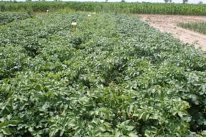 Prawie wszystkie sekwencje mieszanin Banduru 600 SC z innymi herbicydami na poletkach ziemniaka dały dobry efekt