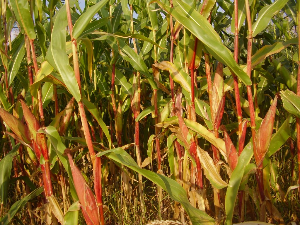 Widoczny wyraźny niedobór fosforu w kukurydzy, fot. Cz. Szewczuk